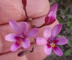 Freesia verrucosa