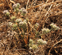 Eryngium petiolatum