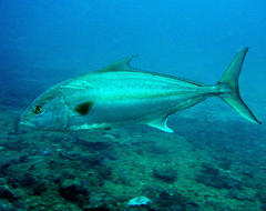 Seriola rivoliana