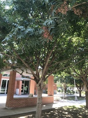 Pistacia chinensis
