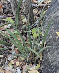 Sansevieria aethiopica
