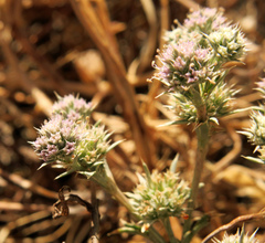 Eryngium petiolatum