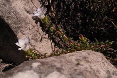 Roella decurrens