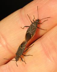 Boisea fulcrata fulcrata