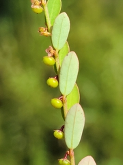 Phyllanthus caroliniensis subsp. saxicola image