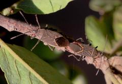 Boisea fulcrata fulcrata