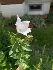 Platycodon
