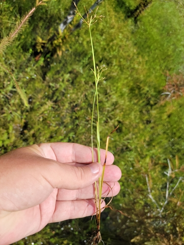 Fimbristylis autumnalis image