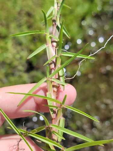 Image of Eremochloa ophiuroides by (c) Jay Horn, some rights reserved (CC BY)