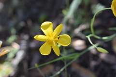 Calochortus venustulus
