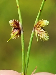 Cyperus subsquarrosus