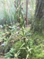 Platanthera lacera