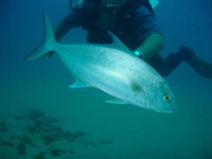 Seriola rivoliana
