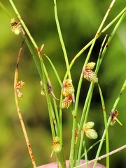 Cyperus subsquarrosus