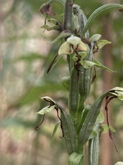 Platanthera lacera