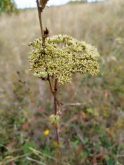 Selinum carvifolia