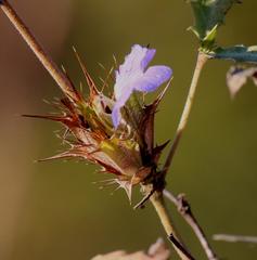 Blepharis subvolubilis