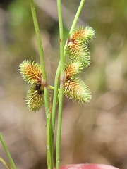 Cyperus neochinensis