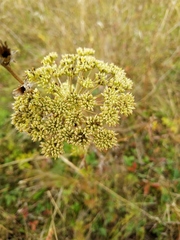 Selinum carvifolia