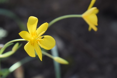 Calochortus venustulus