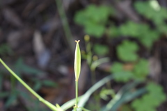 Calochortus venustulus