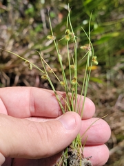 Cyperus neochinensis