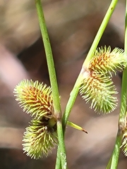 Cyperus neochinensis