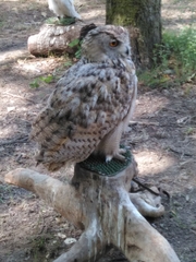 Bubo
