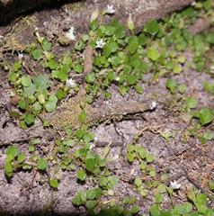 Wimmerella pygmaea