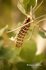 Rothschildia lutea