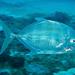 Onion Trevally - Photo (c) tony rebelo, some rights reserved (CC BY-NC), uploaded by tony rebelo