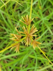 Cyperus polystachyos image