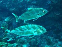 Seriolina nigrofasciata