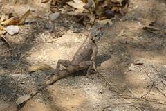 Agama anchietae