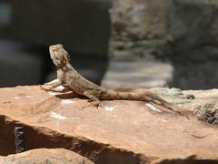 Agama anchietae