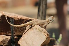 Agama anchietae