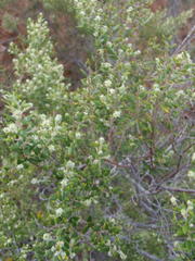 Phylica paniculata