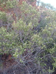 Phylica paniculata