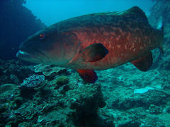 Plectropomus punctatus