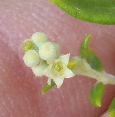 Phylica paniculata