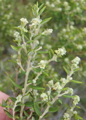 Phylica paniculata