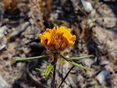 Pultenaea rosmarinifolia