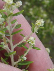 Phylica paniculata