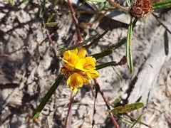 Pultenaea rosmarinifolia