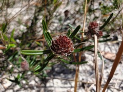 Pultenaea rosmarinifolia