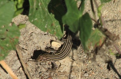 Aspidoscelis exsanguis