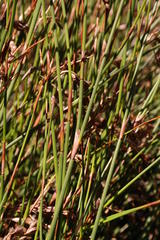Thamnochortus levynsiae