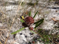 Pultenaea rosmarinifolia