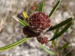 Pultenaea rosmarinifolia