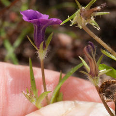 Monopsis debilis debilis